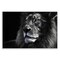 Stupell Industries Lion Portrait Close Up Wall Plaque By Danita Delimont